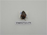 藏品(金龜子科)的圖片